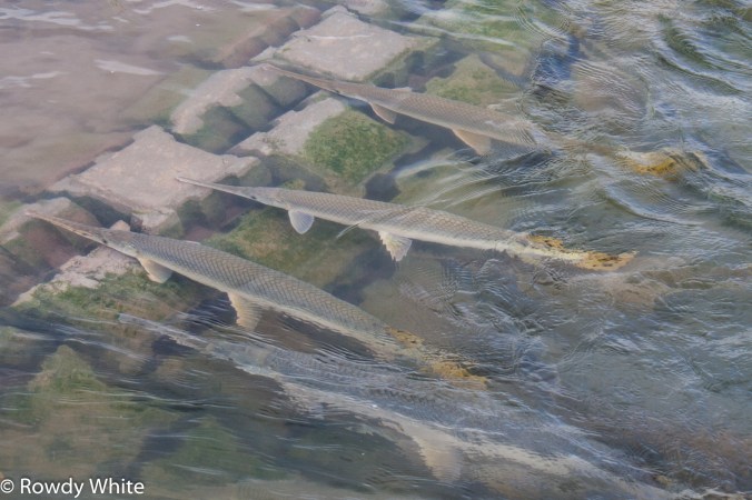 Gar at the effluent outflow in Fort Phantom Lake.